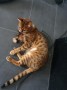 Clyde (3)